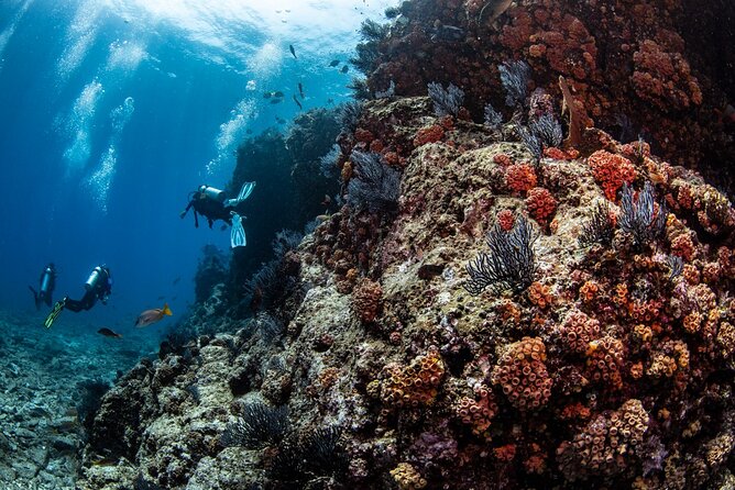 Los Cabos 2 tanks dive to The Corridor (Certified divers) - FAQ