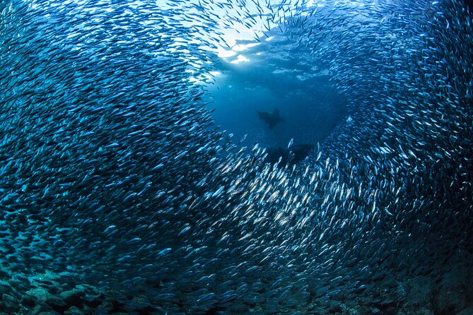 Los Cabos 2 tanks dive to The Corridor (Certified divers) - Your 4-hour game plan: El Arco first, then two tank scuba stops