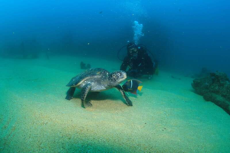 Los Cabos 3-Hour Certified Scuba Diving Tour - Key takeaways before you go