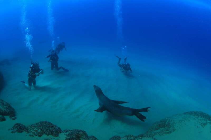 Los Cabos 3-Hour Certified Scuba Diving Tour - A 3.5-hour Sea of Cortes water day, built for certified beginners