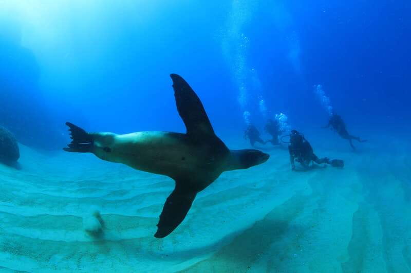 Los Cabos 3-Hour Certified Scuba Diving Tour - Two tank sessions and the sites that give you a real mix