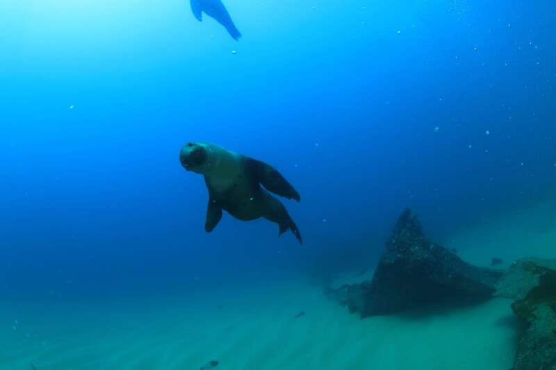Los Cabos 3-Hour Certified Scuba Diving Tour - Price and cost reality: where $129 turns into more