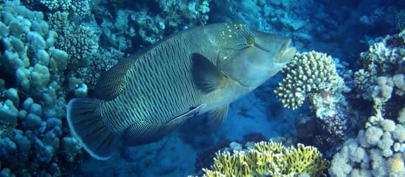 Los Cabos: 3-Hour Introductory Scuba Diving Adventure - Cabo San Lucas pickup and the van ride you should plan for
