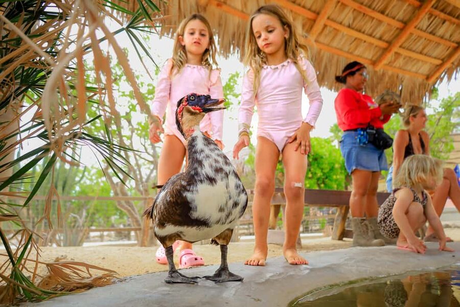 Los Cabos: Animal Encounter & Aqua Park Adventure - Wild Canyon Kingdom in Los Cabos: what the 4-hour flow feels like