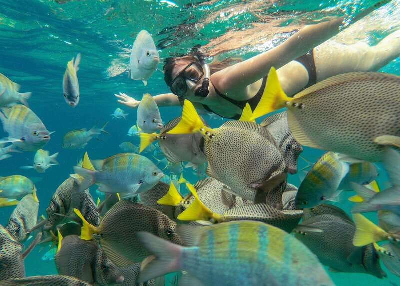 Los Cabos Arch & Lover’s Beach Tour + Snorkeling Tour - Pelican Rock snorkeling: one focused hour, lots of fish