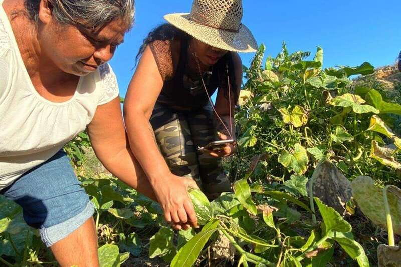 Los Cabos: Azteca Cactus Taco Farm to Table Cooking Class - Key highlights worth centering your day around