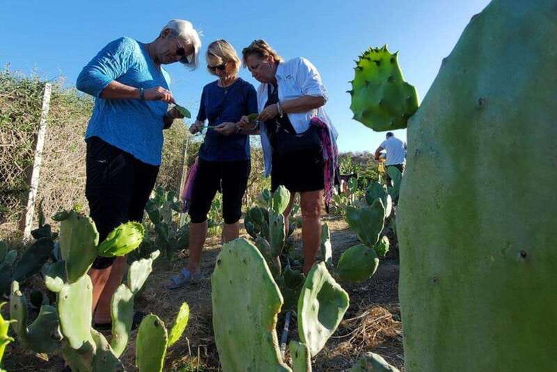 Los Cabos: Azteca Cactus Taco Farm to Table Cooking Class - From Cabo pickup to goat time: the start of the day