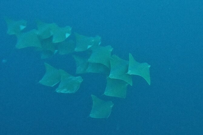 Los Cabos Beginner Scuba Dive Experience - The Safety Skills That Make or Break First-Timers