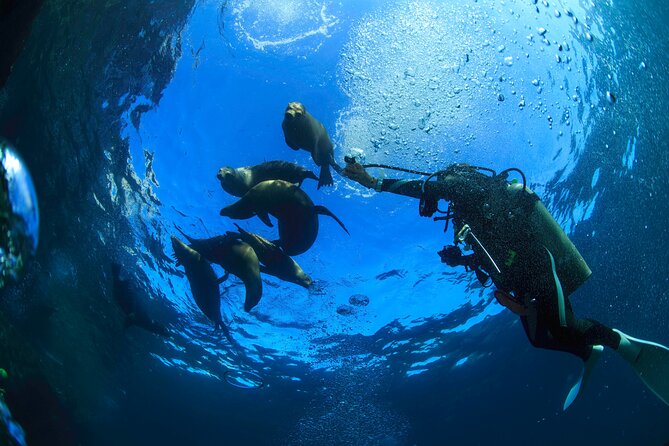 Los Cabos Beginner Scuba Dive Experience - Who This Is Best For (And Who Might Want to Skip It)