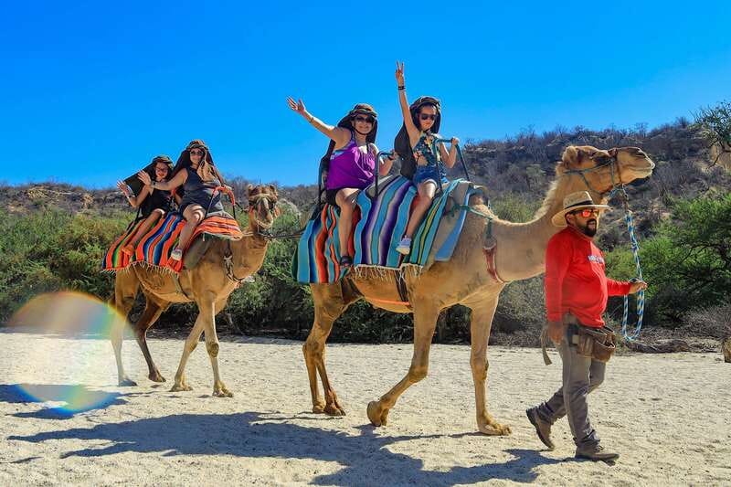 Los Cabos: Camel Ride in the Canyon & Thrilling Water-Slides - Feeding the Rescued Animals, Then Cooling Down at Lion’s Den