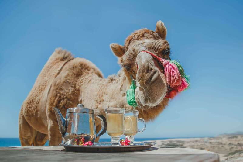 Los Cabos: Camel Ride Safari with Lunch and Tequila Tasting - Quick Highlights You’ll Notice Fast