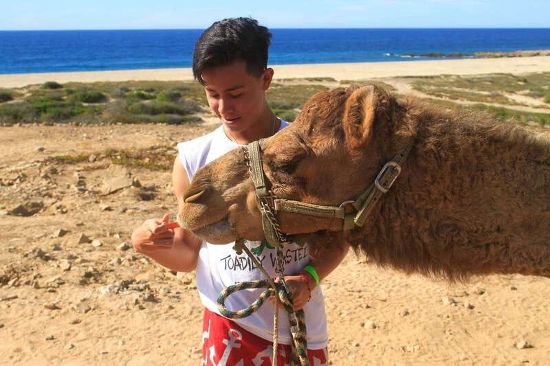 Los Cabos: Camel Ride Safari with Lunch and Tequila Tasting - The Desert Hike in an Ecological Reserve: Cholla, Cactus, and Roadrunners