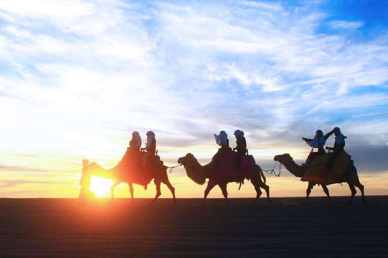 Los Cabos: Camel Ride Safari with Lunch and Tequila Tasting - Camel Time in Cabo: Ride, Feed, and Learn Camel Behavior
