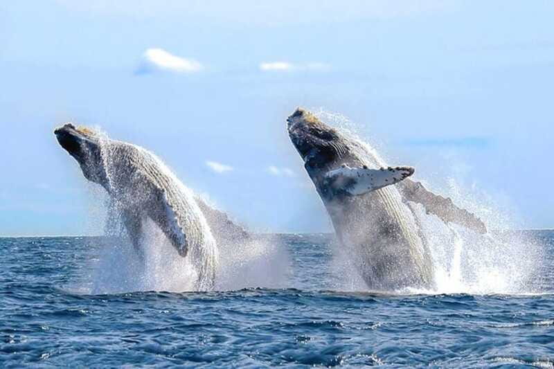 Los Cabos: Catamaran Whale Watching Cruise - Who should book this cruise, and who should skip it