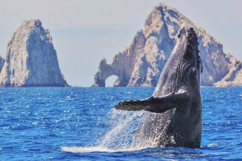 Los Cabos: Catamaran Whale Watching Cruise - What to bring, and what to plan for in the sun