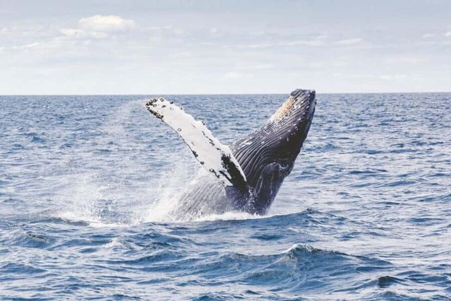 Los Cabos: Catamaran Whale Watching Cruise - Price and value for a 4-hour half-day whale cruise