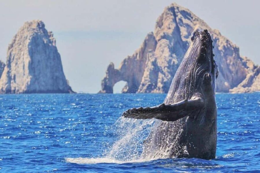 Los Cabos: Catamaran Whale Watching Cruise - The 4-hour flow, with about 2 hours on the Pacific