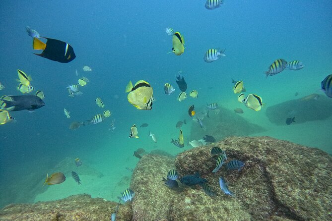 Los Cabos Open Water Diver Course - The 3-Day Flow, Theory to Skills to Real Water Work