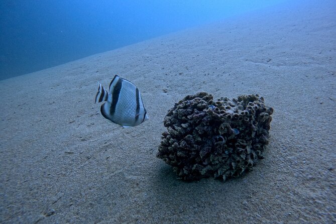 Los Cabos Open Water Diver Course - Price and Logistics: What You Pay, What You Still Need to Budget