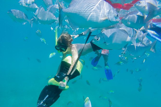 Los Cabos Power snorkel Adventure, Kayaking and Stand-Up Paddle - Wildlife spotting: dolphins, turtles, manta rays, and whales