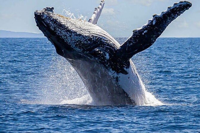 Los Cabos Private Yacht Whale Watching & Drinks - Up to 18 Guests - Cabo’s whale season from a private yacht (and why the timing matters)
