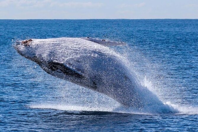 Los Cabos Private Yacht Whale Watching & Drinks - Up to 18 Guests - 2 hours at the Arch of Cabo San Lucas: photos, caves, and whale-spotting energy
