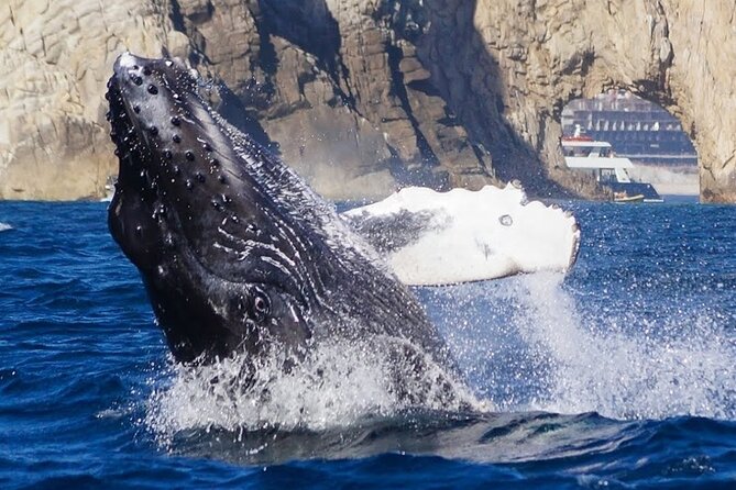 Los Cabos Private Yacht Whale Watching & Drinks - Up to 18 Guests - Crew style and safety: what makes people feel taken care of