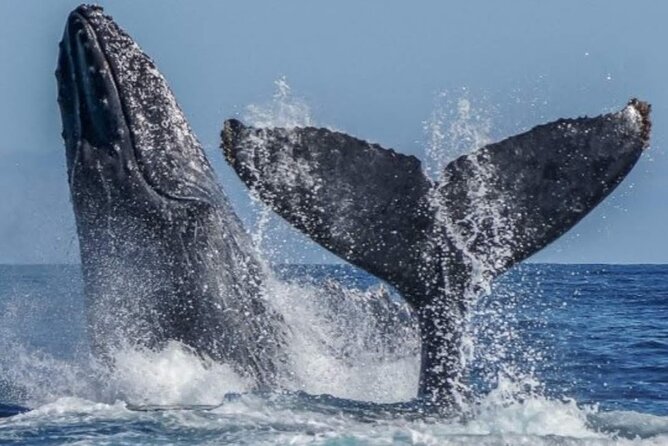 Los Cabos Private Yacht Whale Watching & Drinks - Up to 18 Guests - Price and logistics: how to decide if this fits your group
