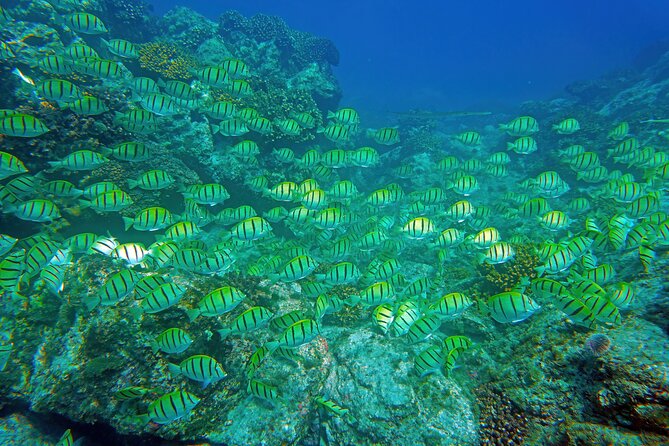 Los Cabos Snorkeling Tour by Speed Boat with Photos Included - Your 3 hours on the water, what happens in order