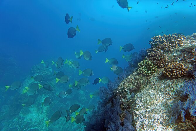 Los Cabos Snorkeling Tour by Speed Boat with Photos Included - The Apex speedboat setup, and why it matters for real comfort