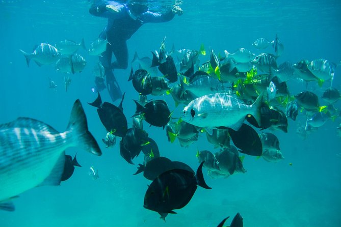 Los Cabos Snorkeling Tour to Chileno Bay and Santa Maria Cove - Gear and comfort checklist: what I’d bring