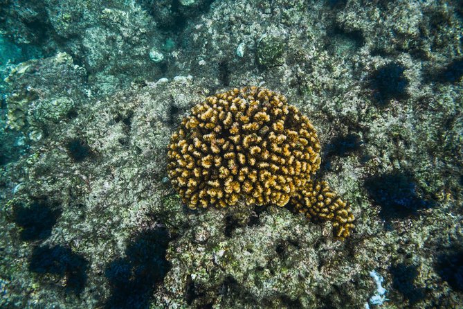 Los Cabos Snorkeling Tour to Chileno Bay and Santa Maria Cove - Getting there: Plaza Gali and hotel pickup that actually helps