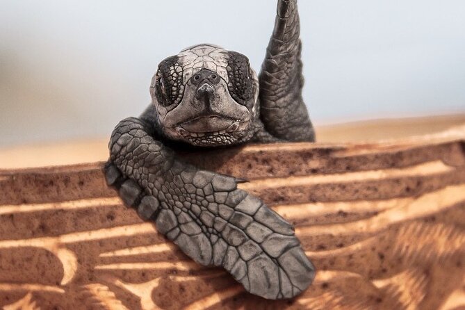 Los Cabos turtle release conservation program - Why this turtle release in Los Cabos feels worth your money