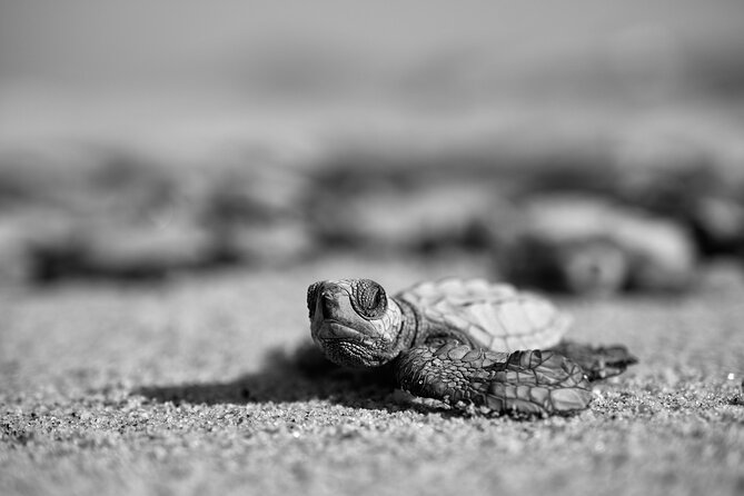 Los Cabos turtle release conservation program - The group tour format (and how private changes the vibe)