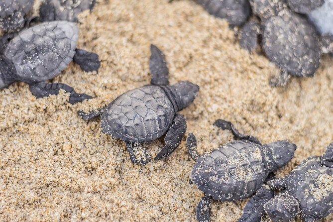 Los Cabos turtle release conservation program - What the sunset release looks like, step by step