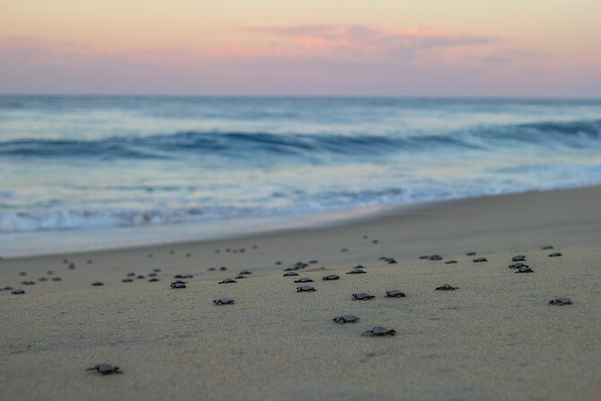 Los Cabos turtle release conservation program - Transportation, pickup timing, and how not to lose your afternoon