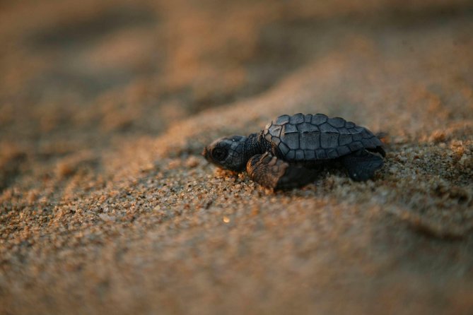 Los Cabos Turtle Release Eco-Experience - Key things to know before you go
