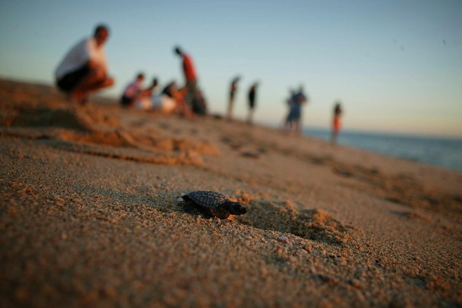Los Cabos Turtle Release Eco-Experience - Turtle Release in San Jose del Cabo, set for a 4:00 pm beach window