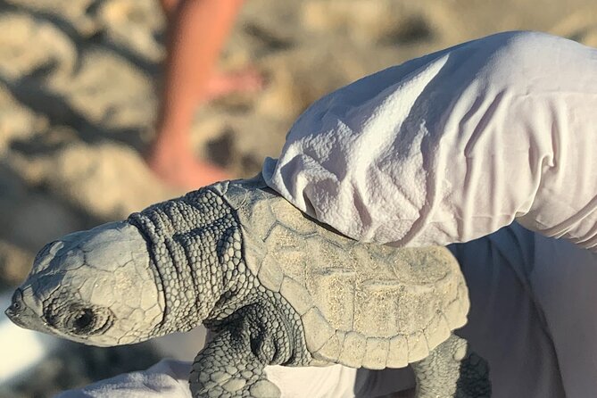 Los Cabos Turtle Release Eco-Experience - Holding hatchlings, using gloves, and helping them reach the surf