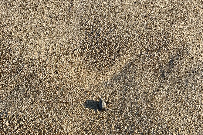 Los Cabos Turtle Release Eco-Experience - The adoption certificate: your souvenir with an actual purpose
