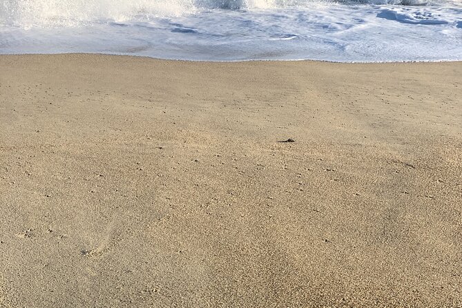 Los Cabos Turtle Release Eco-Experience - Weather, terrain, and crowds: the real-world considerations
