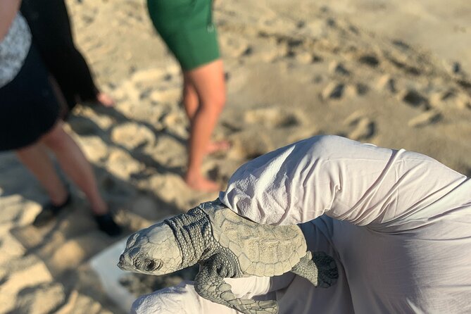 Los Cabos Turtle Release Eco-Experience - Is $95 a good value for a 2 to 3 hour eco-experience?