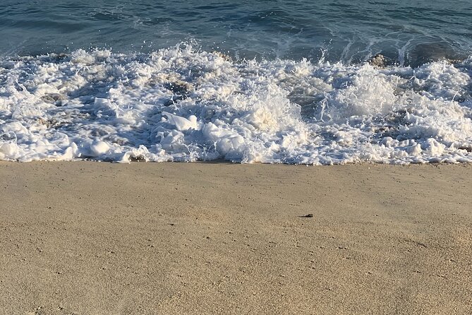 Los Cabos Turtle Release Eco-Experience - Who should book this turtle release experience?