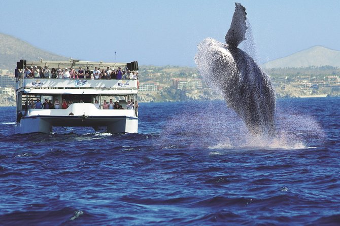 Los Cabos Whale Watching Cruise Including Breakfast - Stop-by-Stop Breakdown: What You Actually Spend Your Time Doing