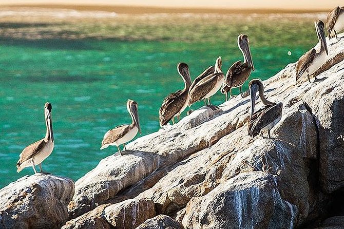 Los Cabos Whale Watching Cruise Including Breakfast - Value Check: Is $99 Worth It, Plus the $5 Dock Fee?