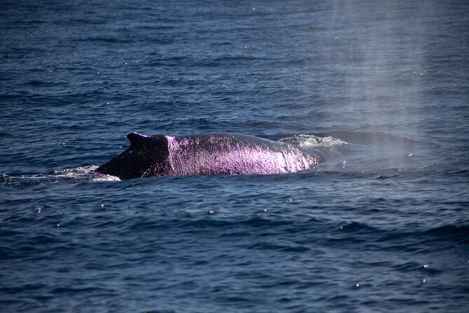 Los Cabos Whale Watching Cruise Including Breakfast - Who This Tour Fits Best (And Who Might Want a Smaller Boat)