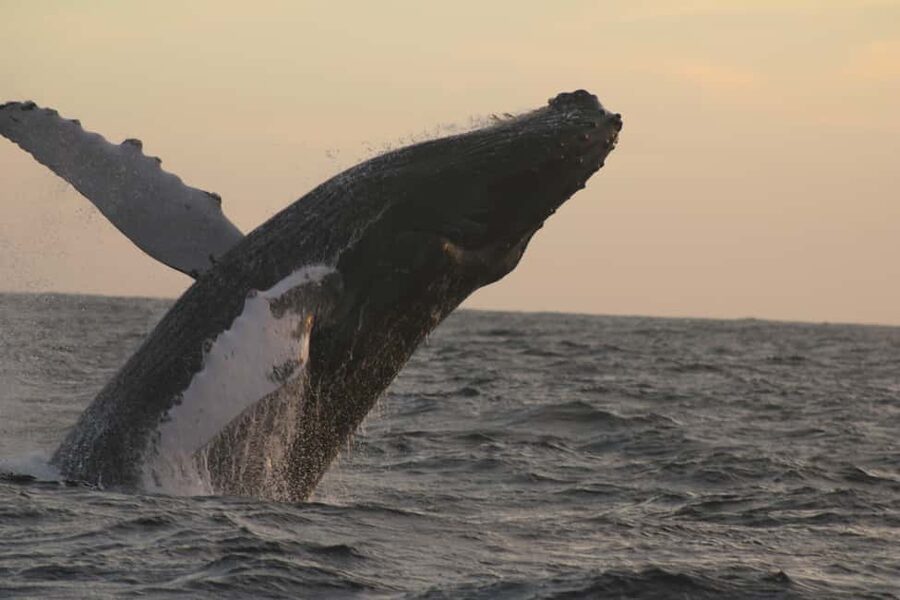Los Cabos: Whale Watching Safari & Free time at Lovers Beach - Key takeaways before you go