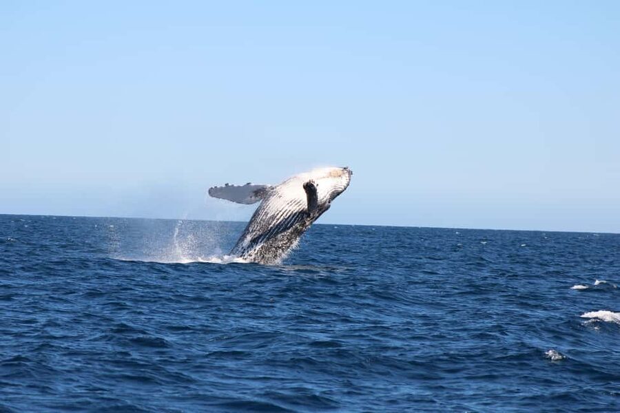 Los Cabos: Whale Watching Safari & Free time at Lovers Beach - Whale watching in Los Cabos, with a real plan for where the whales are