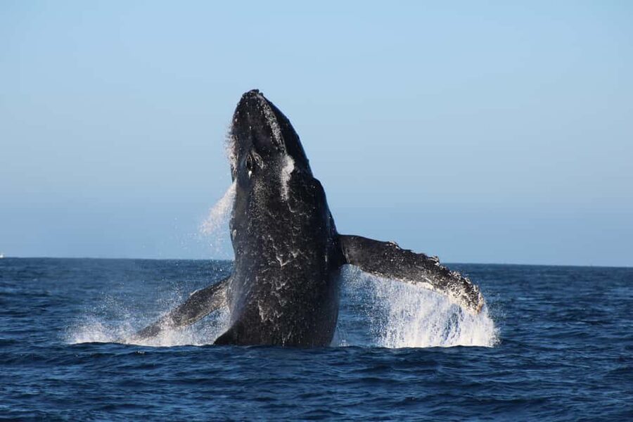 Los Cabos: Whale Watching Safari & Free time at Lovers Beach - The 45 minutes that matter most: whale watching from a view point