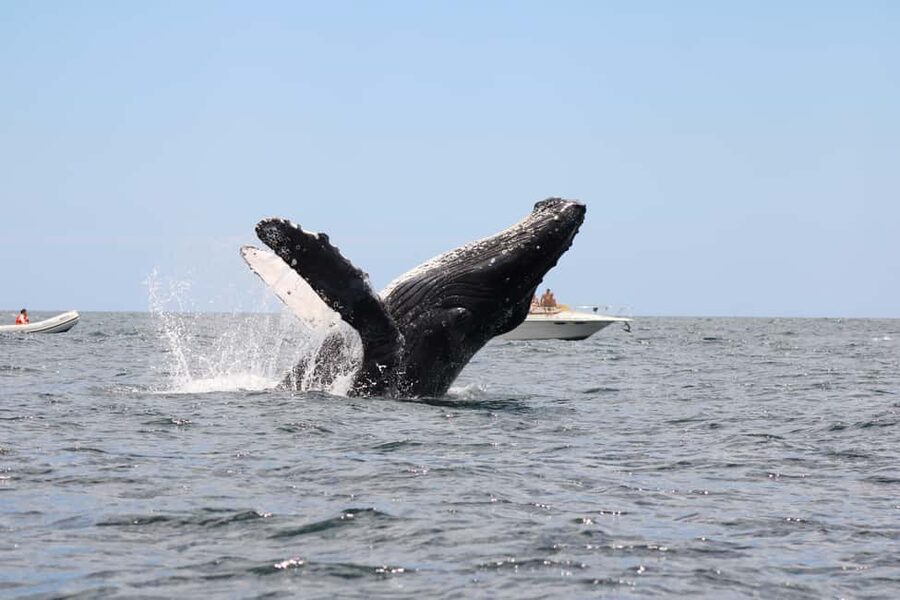 Los Cabos: Whale Watching Safari & Free time at Lovers Beach - Who this tour is perfect for